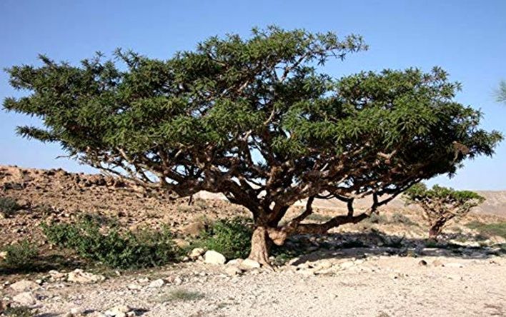 Frankincense Trees