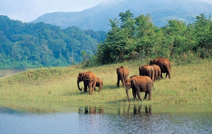 Periyar National Park