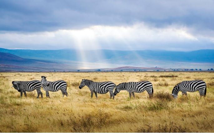 Ngorongoro
