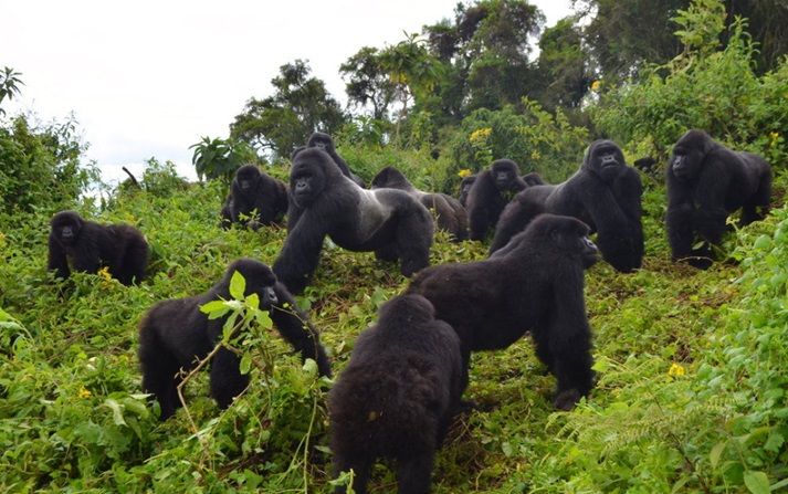 Volcanoes National Park Rwanda